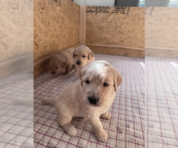 Medium Photo #23 Goldendoodle Puppy For Sale in MATTHEWS, NC, USA