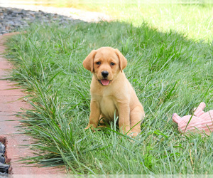 Labrador Retriever Puppy for sale in SYRACUSE, IN, USA