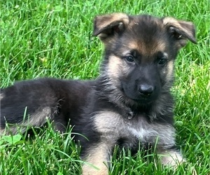 Medium German Shepherd Dog