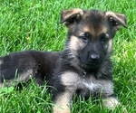 Puppy Light pink German Shepherd Dog