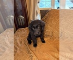 Small #11 Flat Coated Retriever