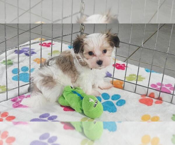 Medium Photo #6 Papitese Puppy For Sale in ORO VALLEY, AZ, USA