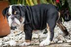 Small Photo #6 Bulldog Puppy For Sale in CUTLER BAY, FL, USA