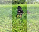 Small Photo #1 German Shepherd Dog Puppy For Sale in OGDEN, NY, USA