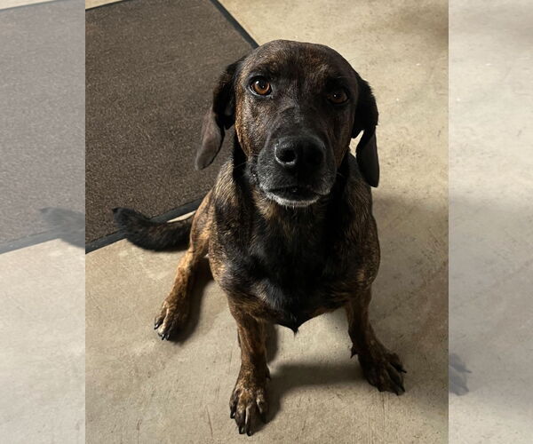 Medium Photo #6 Mutt Puppy For Sale in Sistersville, WV, USA