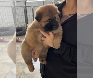 Chow Chow Puppy for sale in HESPERIA, CA, USA