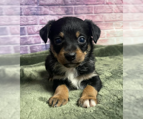 Medium Photo #2 Chihuahua-Unknown Mix Puppy For Sale in Lakewood, CO, USA