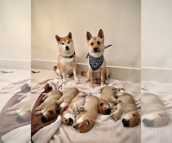 Medium Photo #1 Shiba Inu Puppy For Sale in ARCADIA, CA, USA