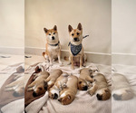 Small Photo #1 Shiba Inu Puppy For Sale in ARCADIA, CA, USA