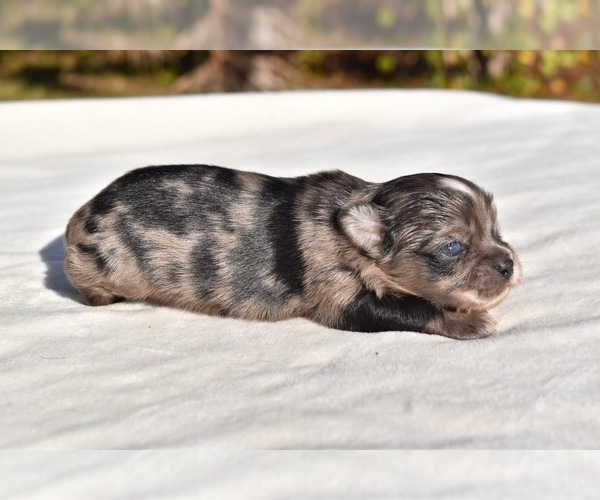 Medium Photo #2 Auss-Tzu Puppy For Sale in PALM COAST, FL, USA