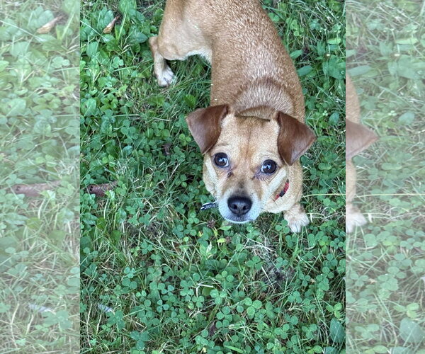 Medium Photo #1 Chihuahua Puppy For Sale in East Derry, NH, USA