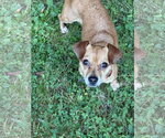 Small Chihuahua