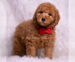 Small Photo #92 Goldendoodle (Miniature) Puppy For Sale in WARSAW, IN, USA