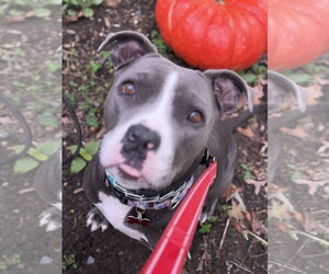 Princess - Female Mutt Dog for Adoption - Photo #6