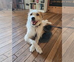 Small Photo #3 Border Terrier-Wheaten Terrier Mix Puppy For Sale in Menifee, CA, USA