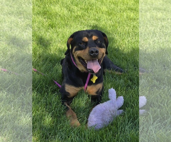 Medium Photo #13 Rottweiler-Unknown Mix Puppy For Sale in Sandy, UT, USA
