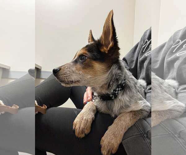 Medium Photo #5 Mutt Puppy For Sale in Gretna, NE, USA