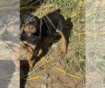 Small #17 Doberman Pinscher
