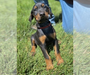 Doberman Pinscher Puppy for sale in GUSTINE, CA, USA