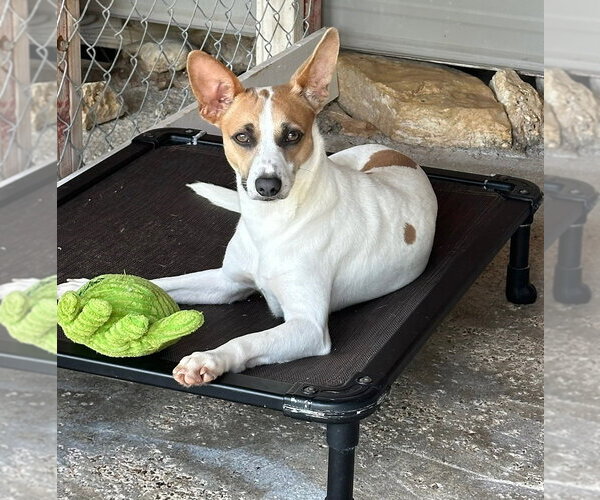 Medium Photo #1 Mutt Puppy For Sale in Oak Bluffs, MA, USA