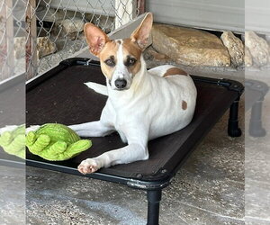 Mutt Dogs for adoption in Oak Bluffs, MA, USA