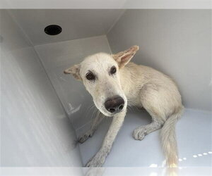 Labrador Retriever Dogs for adoption in Houston, TX, USA