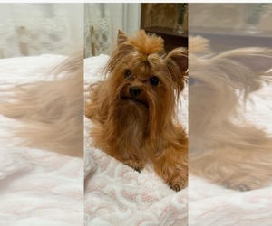 Father of the Yorkshire Terrier puppies born on 11/14/2025