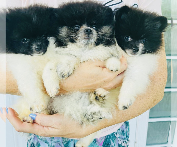 Medium Photo #5 Pomeranian Puppy For Sale in SUNNY ISL BCH, FL, USA
