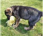 Small Photo #6 German Shepherd Dog Puppy For Sale in SHELTON, WA, USA