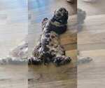 Small #4 Cocker Spaniel