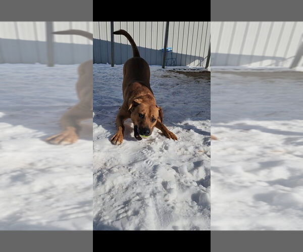 Medium Photo #10 Mutt Puppy For Sale in Evansville, IN, USA