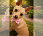 Small #4 Chihuahua Mix