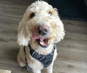 Mother of the Goldendoodle puppies born on 06/04/2025