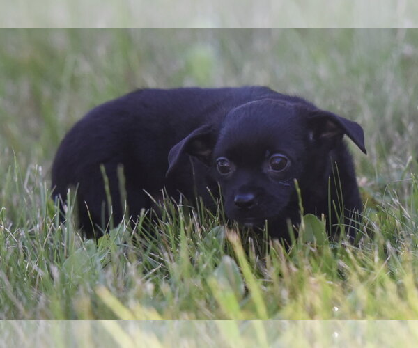 Medium Photo #6 Chihuahua Puppy For Sale in Mechanicsburg, PA, USA