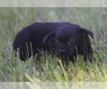 Small #5 Chihuahua