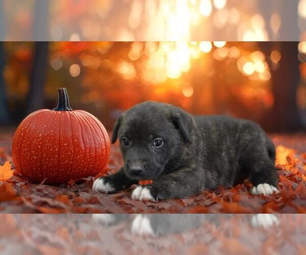 Medium Photo #1 - Mix Puppy For Sale in HESPERIA, CA, USA