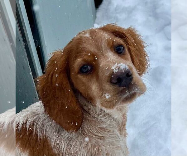 Medium Photo #1 Brittany Puppy For Sale in BERKSHIRE, NY, USA