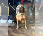 Small #8 Redbone Coonhound Mix