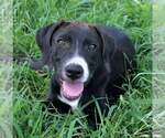 Small Labrador Retriever