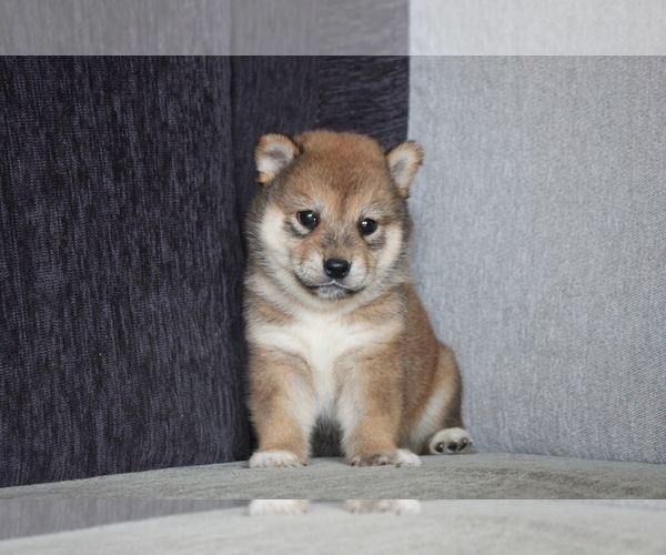 Medium Photo #3 Shiba Inu Puppy For Sale in MIAMI, FL, USA
