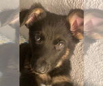 Small #1 German Shepherd Dog