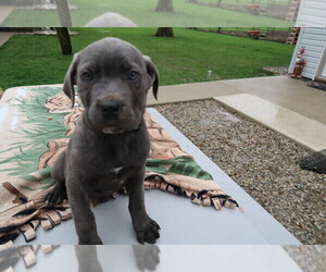 Cane Corso Puppy for sale in JACKSON, MI, USA