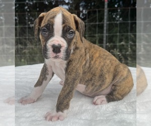 Boxer Puppy for sale in PAWNEE CITY, NE, USA