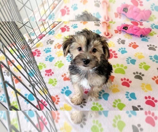 Medium Photo #10 Morkie Puppy For Sale in ORO VALLEY, AZ, USA