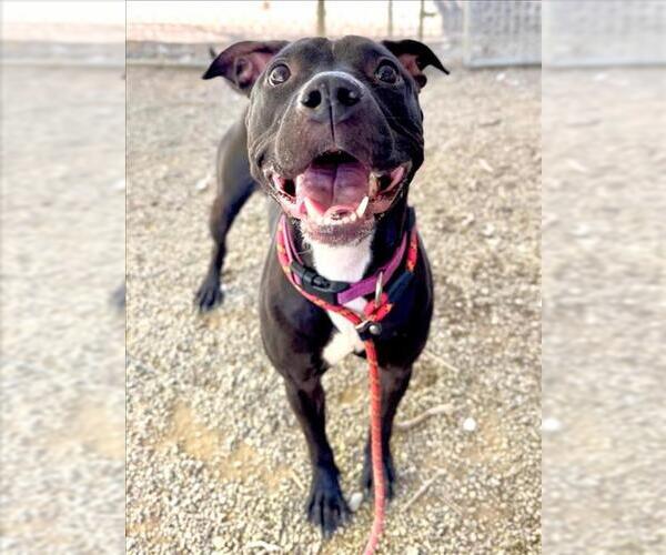 Medium Photo #2 American Pit Bull Terrier-Unknown Mix Puppy For Sale in Woodland, CA, USA