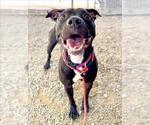 Small #1 American Pit Bull Terrier Mix