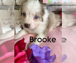 Puppy Brooke Poodle (Standard)