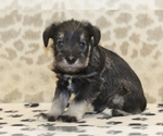 Small #3 Schnauzer (Miniature)