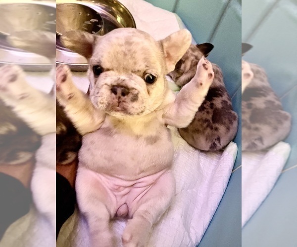 Medium Photo #3 French Bulldog Puppy For Sale in PHILADELPHIA, PA, USA