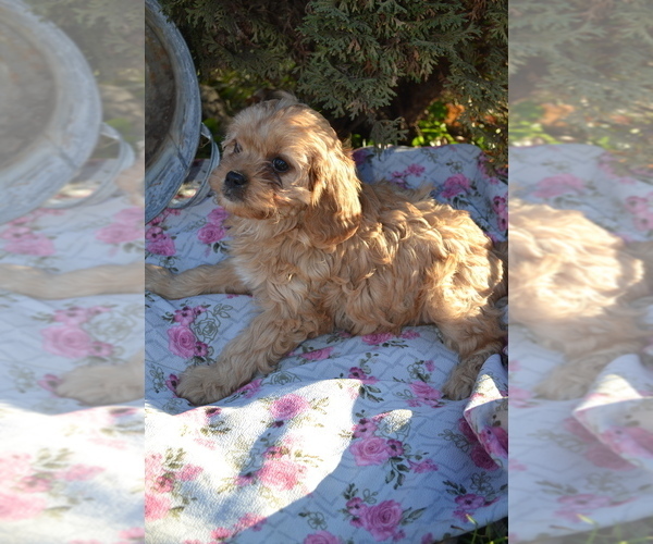 Medium Photo #4 Cavapoo Puppy For Sale in GREENWOOD, WI, USA